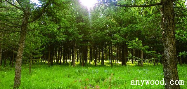 批木网 anywood.com