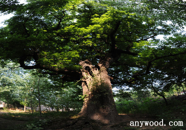 批木网 anywood.com