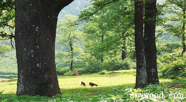 批木网 anywood.com