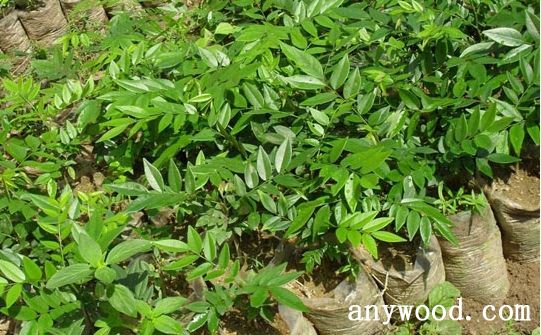 批木网 anywood.com