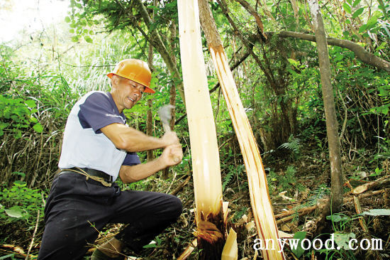 批木网 anywood.com