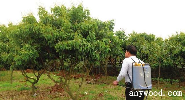 批木网 anywood.com