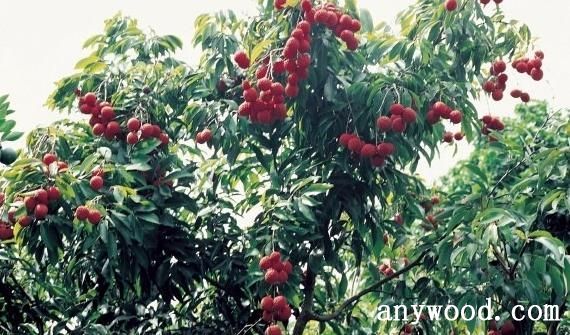批木网 anywood.com