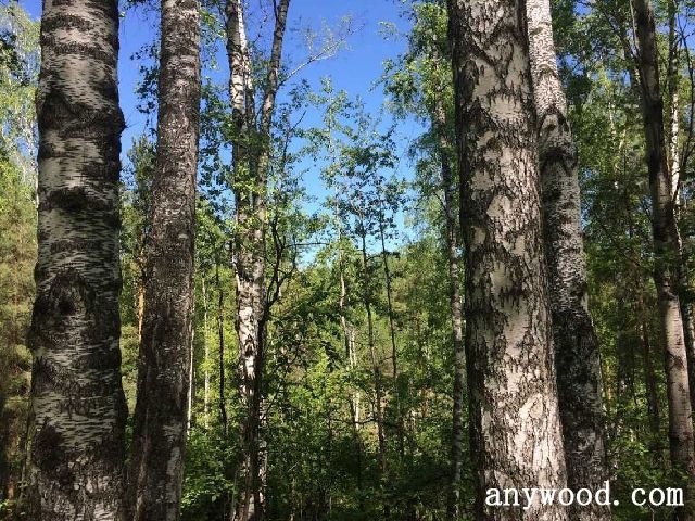 批木网 anywood.com
