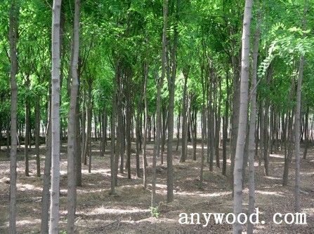 批木网 anywood.com