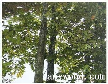 批木网 anywood.com