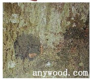 批木网 anywood.com