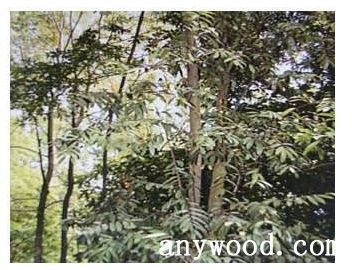 批木网 anywood.com