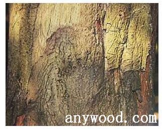 批木网 anywood.com