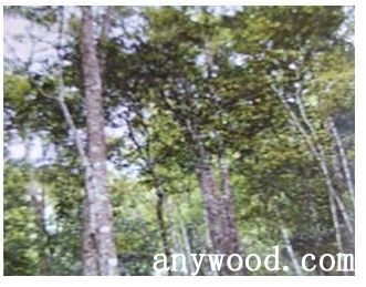 批木网 anywood.com