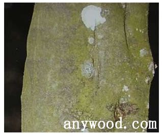 批木网 anywood.com