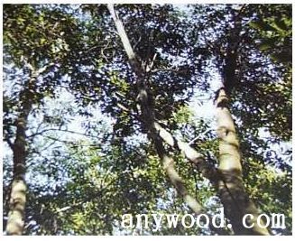 批木网 anywood.com