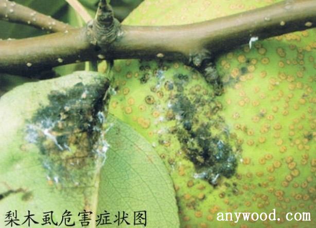 批木网 anywood.com