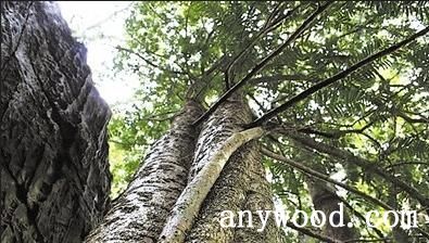 批木网 anywood.com