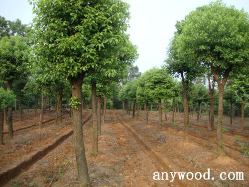 批木网 anywood.com