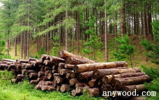 批木网 anywood.com