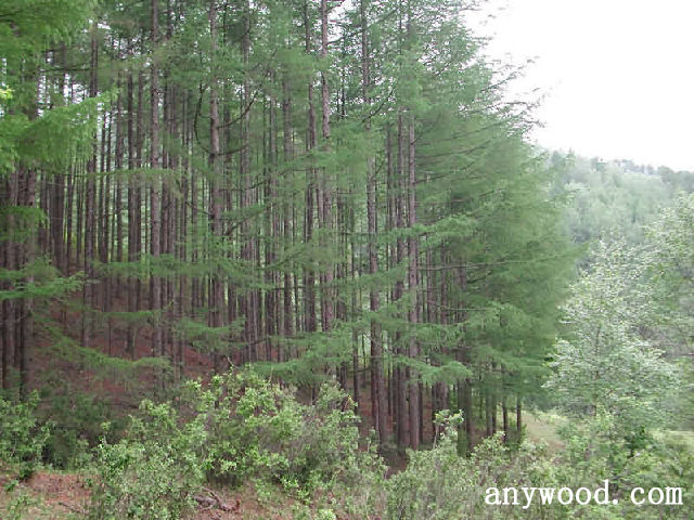批木网 anywood.com