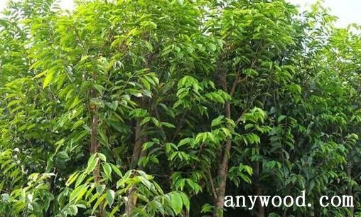 批木网 anywood.com
