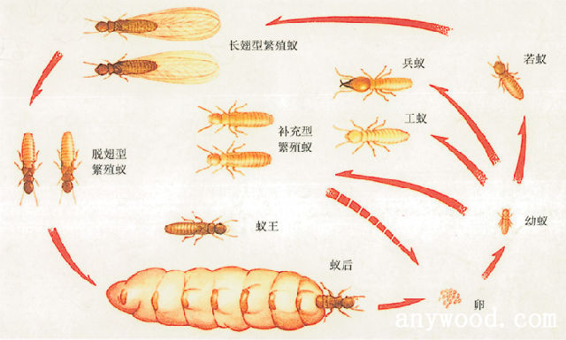 批木网 anywood.com
