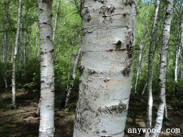 批木网 anywood.com