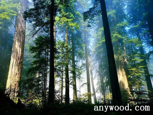 批木网 anywood.com