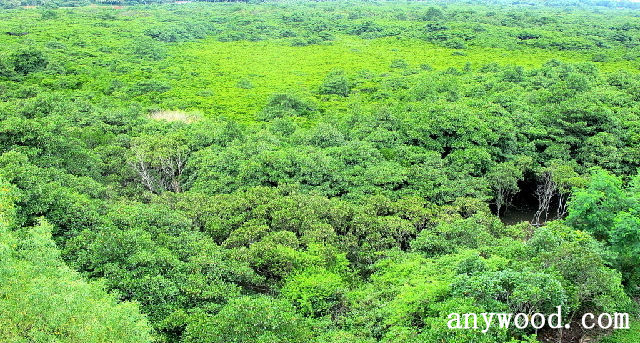 批木网 anywood.com