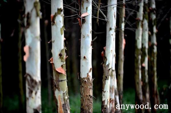 批木网 anywood.com