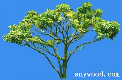 批木网 anywood.com