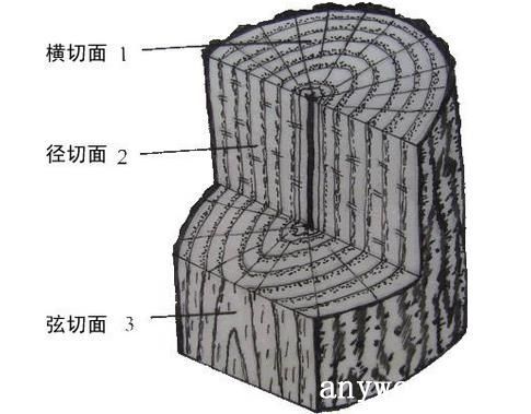 木材构造