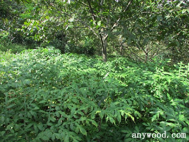 批木网 anywood.com