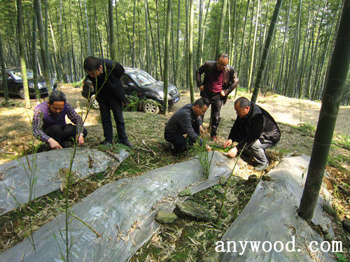 批木网 anywood.com