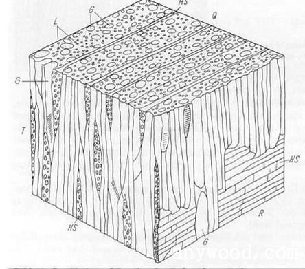 木材构造图
