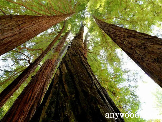 批木网 anywood.com