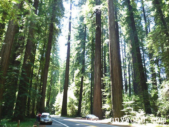 批木网 anywood.com