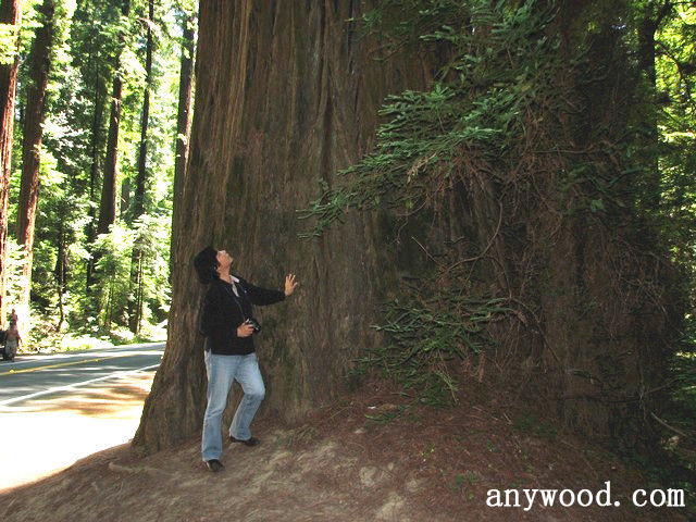 批木网 anywood.com