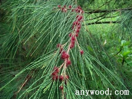 批木网anywood.com