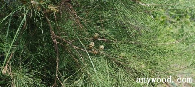 批木网 anywood.com
