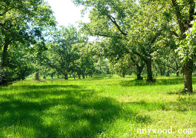 批木网 anywood.com