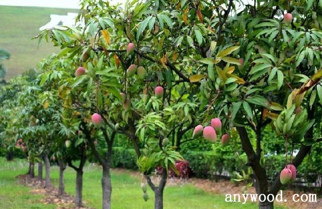 批木网 anywood.com