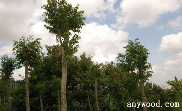 批木网 anywood.com
