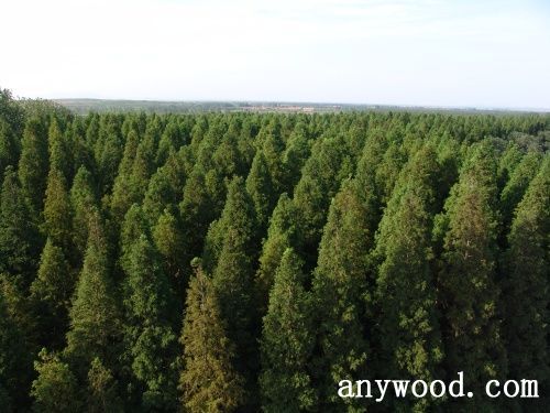 批木网 anywood.com