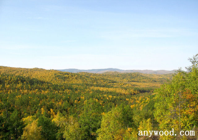 批木网 anywood.com