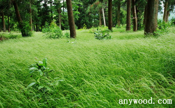 批木网 anywood.com