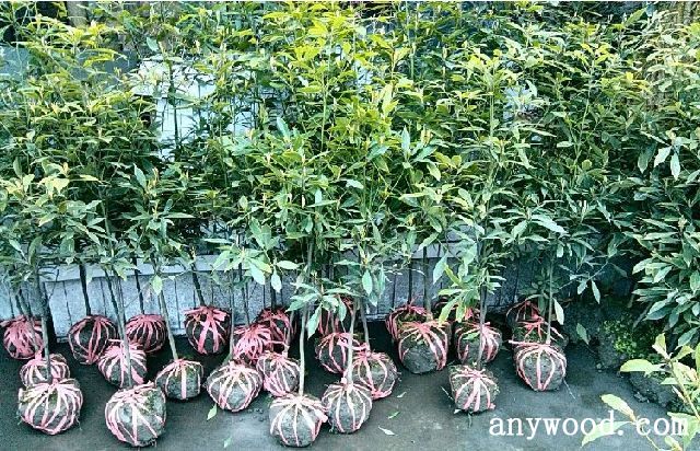 批木网 anywood.com