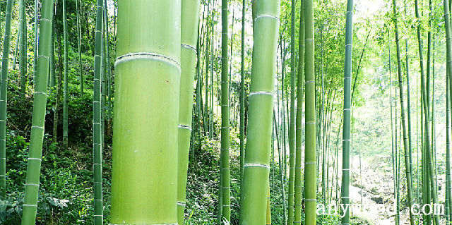 批木网 anywood.com