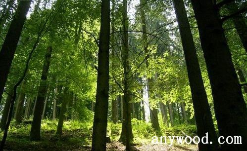 批木网 anywood.com