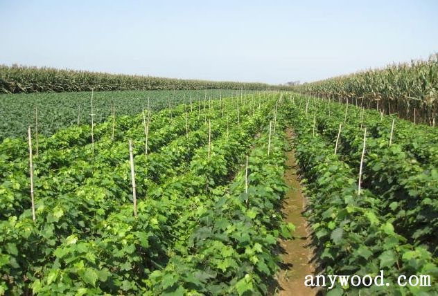 批木网 anywood.com