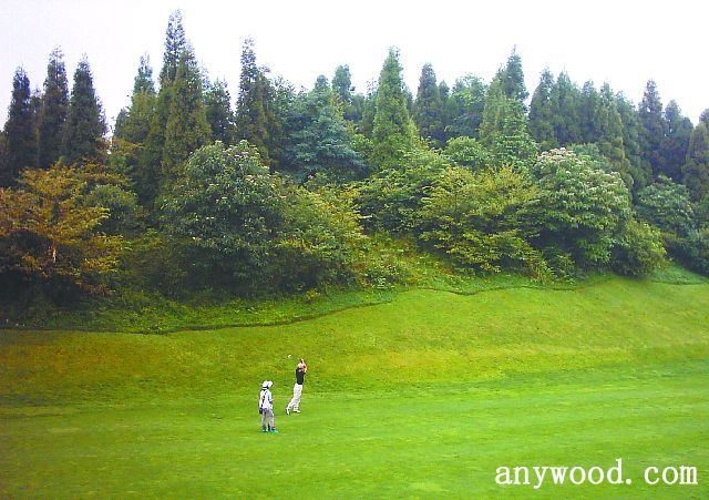 批木网 anywood.com