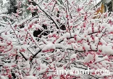 梅花雪景