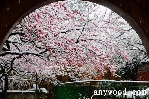 梅花雪景